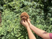 Kore Poodle Bebekler