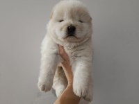 Çin aslanı yavru köpeğimiz