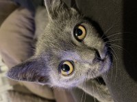 İran ve British Shorthair kurması güzeller güzeli yavru