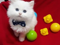 50 günlük british longhair cinsi erkek ve dişi yavrular
