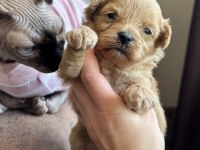Maltipoo Yavruları