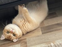 Golden By 11 British Shorthair