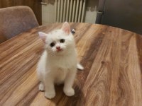 Dünya tatlısı yavru british shorthair