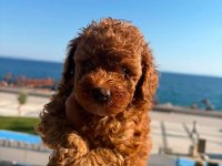 Toy Poodle Kore A Sınıf Kalite