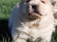 ÇİN ASLANI YAVRULARIMIZ (CHOW CHOW)