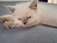 Blue Point British Longhair
