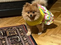 2 yaşında dişi pomeranian