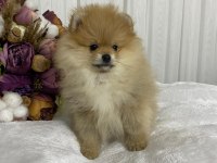Pomeranian boo yavrular sağlık ırk garantili