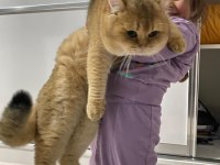 British shorthair golden 1 buçuk yaşında erkek ny11