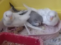 Yeni yem yemeye başladı muhabbet kuşumuz