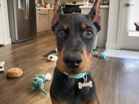 Asaletin adı doberman estetikli yavrular