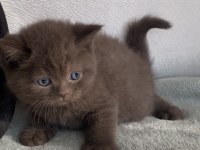 SAFKAN BRİTİSH CHOCOLATTE FAWN BEBİŞLERİMİZ