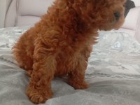 Core poodle