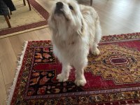 Alf ömürlük ailesini arıyor terrier