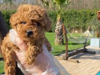 Red Brown Toy Poodle Yavruları İstanbul