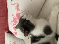2 Yaşında Tekir Kedimiz Minho