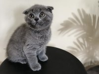 Yeni yuvaya hazır scottish fold bebeklerimiz