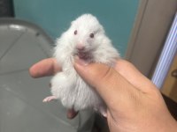 Uzun tüylü suriye hamster yeni sahiplerini bekliyor