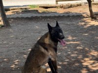 Belçika Kurdu Malinois