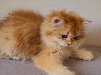 Golden British Longhair Ny12 Yavru