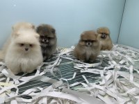 Ankaranın en güzel pomeranian boo yavruları