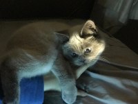 KEDİMİZİ ÇİFTLEŞTİRME
