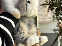 HOLLANDA LOP TAVŞANLARIMIZ