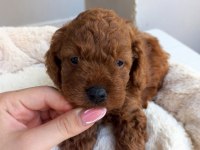 KORE KAN POODLE SAHİPLENDİRME