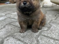 Chow chow (Çin Aslanı) Yavrularımız
