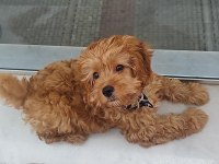 4 Aylık Maltipoo