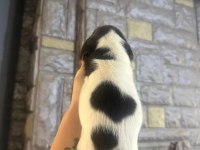 Beagle yavrular dişi erkek mevcut