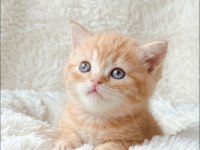 Portakal Rengi British Shorthair