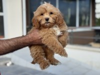 Petmode köpek çiftliğinde ziyarete açık maltipoo