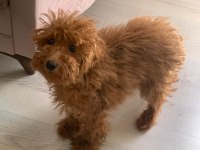 6 Aylık Dişi Toy Poodle