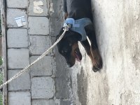 3 aylık yavru doberman