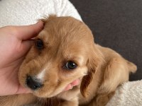 Amerikan cocker 2 aylık yavru