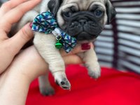 Rezerveye açık pug yavrular
