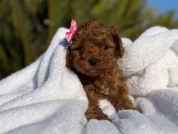 A kalite toy poodle bebeklerim