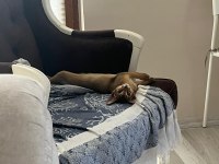 HABEŞ KEDİSİ 4 AYLIK