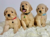 İyisi Değil En İyisi Golden Retriever Kapıda Ödeme Mevcut