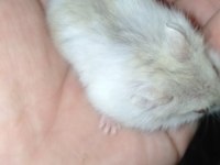 Özel Sarı Beyaz Parçalı Renk Gonzales Hamster