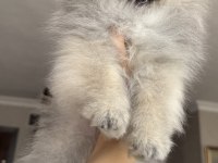 Pomeranian boo köpeğimiz