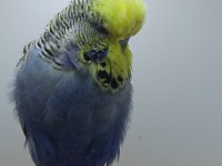 Show jumbo muhabbet kuşu
