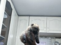 Pomeranian tospik yavrular