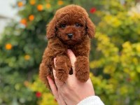 Saf kan toy poodle yavrularımız