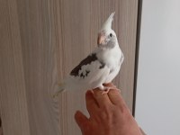 Ele alışkın sultan papağanı ısırması kesinlikle yoktur