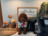 Toy poodle aşılı 4 aylık