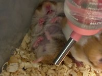 Antalya içi Acil Hamster Ücretsiz Sahiplendirme