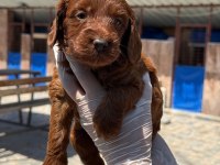 Maltipoo yavrularımız büyüdü