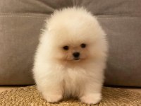 Pomeranian Boo Teddy
